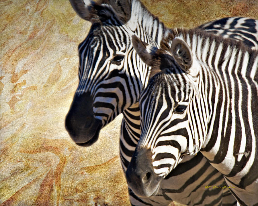 Grants Zebras_b1 Photograph