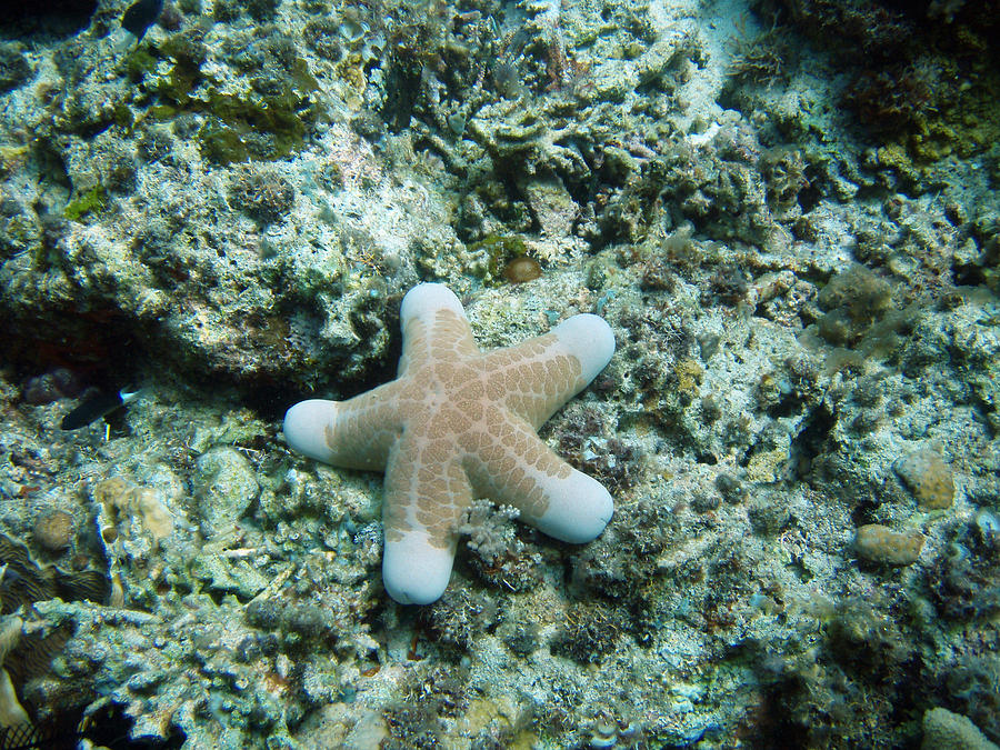 Granular Sea Star Photograph by Carleton Ray