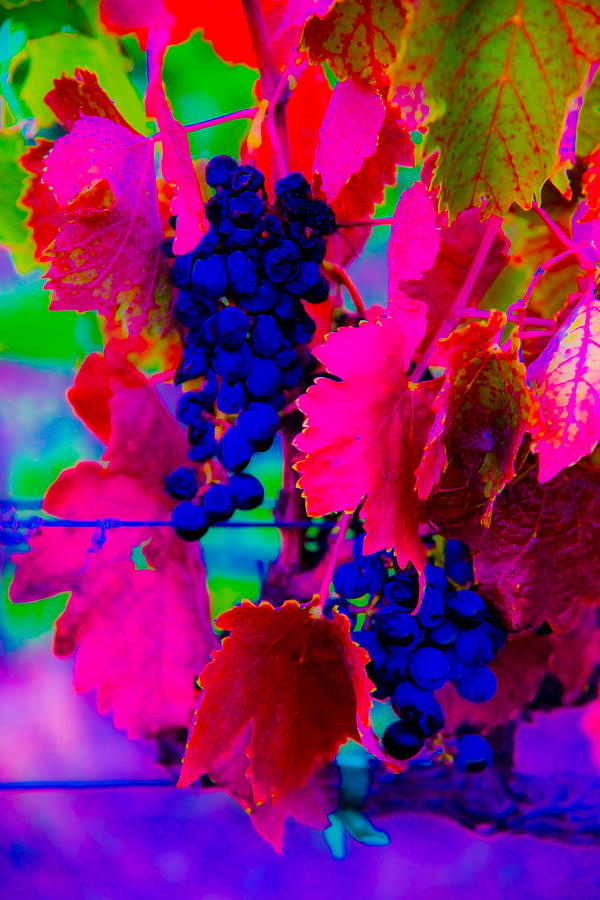 Grape Acid Photograph by Kent Nancollas