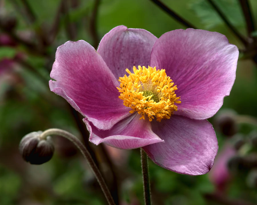 Grape Anemone Photograph by Nikolyn McDonald - Fine Art America