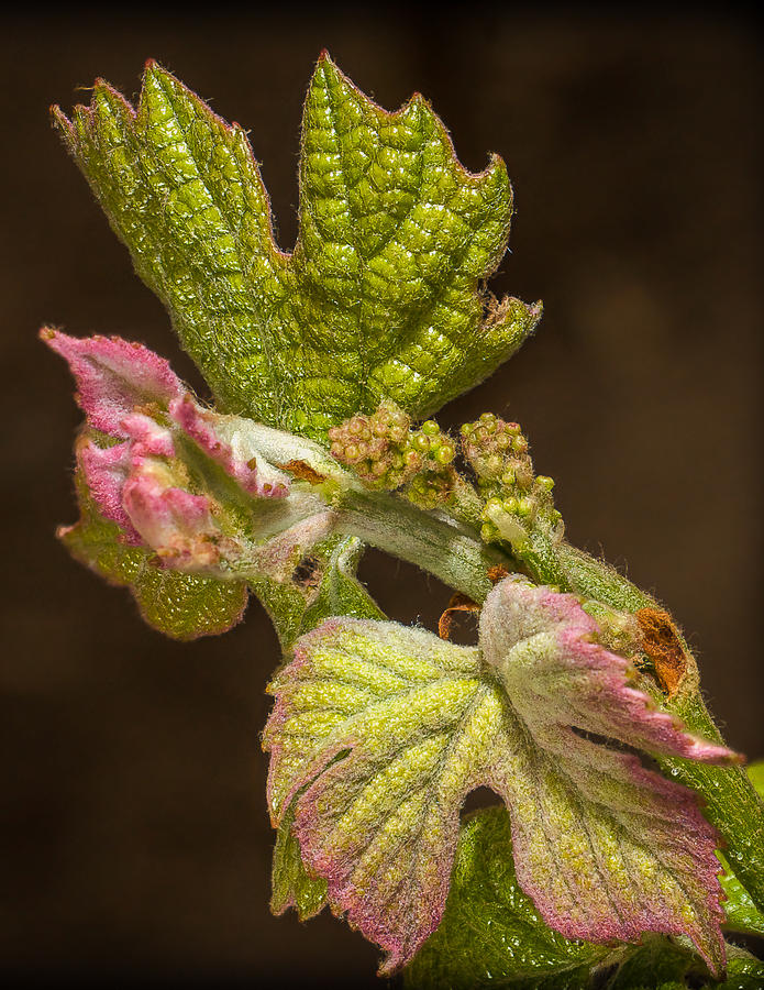 Grape Bud Break Photograph by Len Romanick