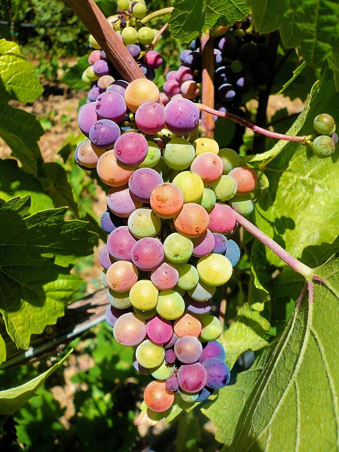 Grape Bunch Photograph by Jane Girardot
