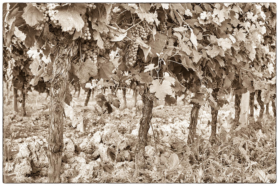 Grape Bunches on the Vine - Toned Photograph by Georgia Clare