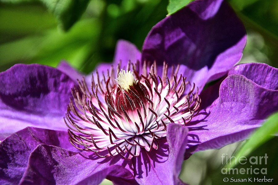 Grape Clematis Photograph by Susan Herber