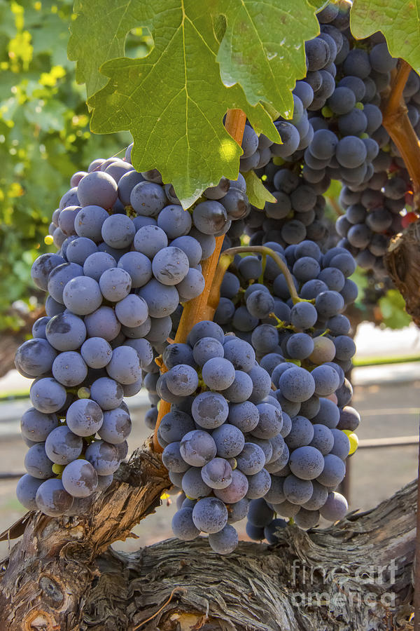Grape Cluster Photograph by Bob Phillips