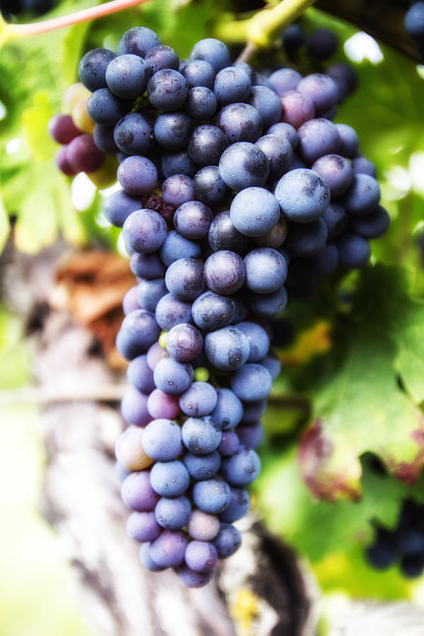 Grape Photograph - Grape Cluster by Georgia Clare