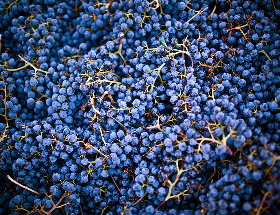 Grape Harvest, Napa Valley Photograph by Thepalmer