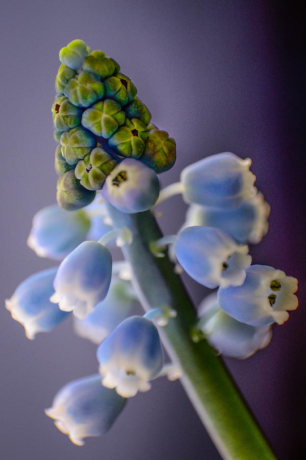 Grape Hyacinth 2 Photograph by Tracy Patterson - Fine Art America