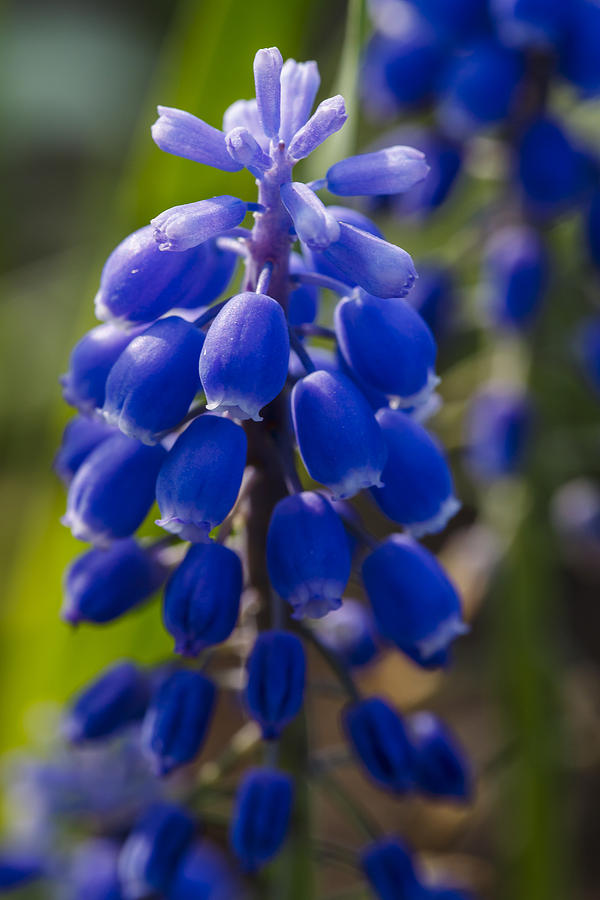Grape Hyacinth Photograph by Adam Romanowicz