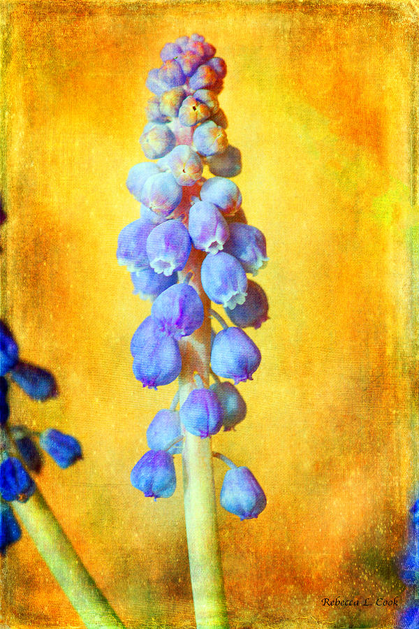 Grape Hyacinth Photograph by Bellesouth Studio