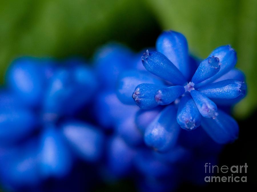 Flower Photograph - Grape Hyacinth by Brothers Beerens