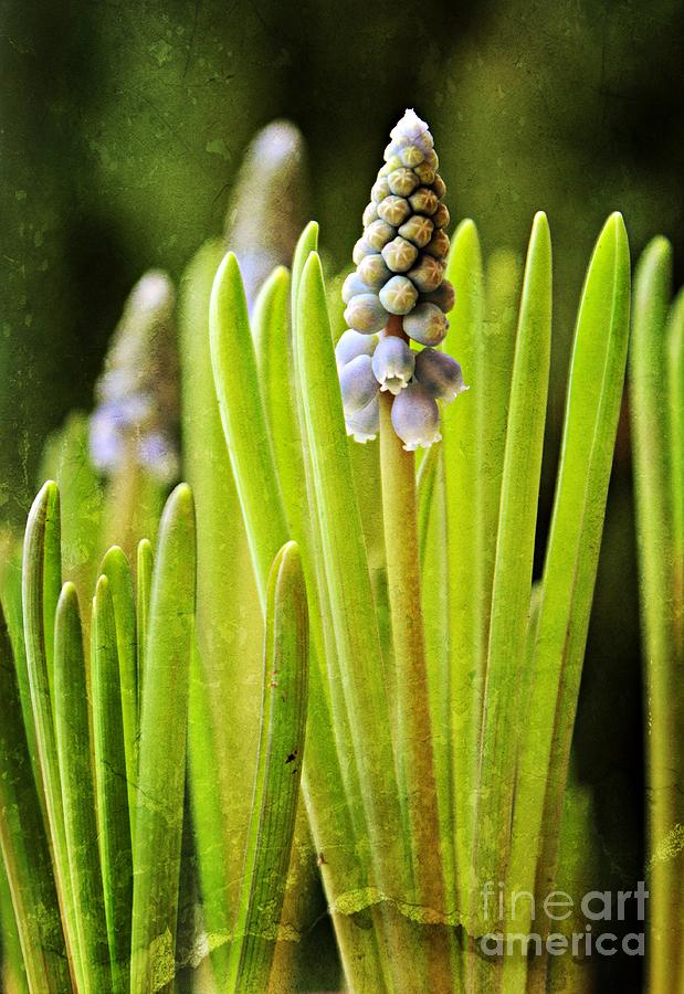 Grape Hyacinth Photograph by Clare Bevan