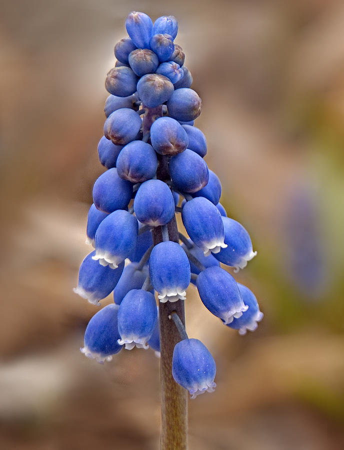Grape Hyacinth Close-up Photograph by Lara Ellis