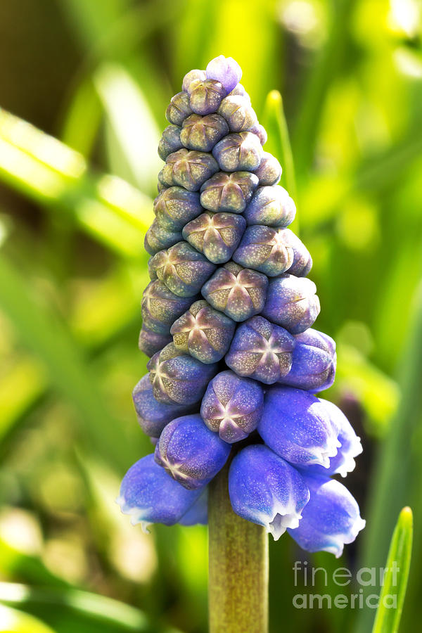 Easter Photograph - Grape hyacinth closeup by Jane Rix