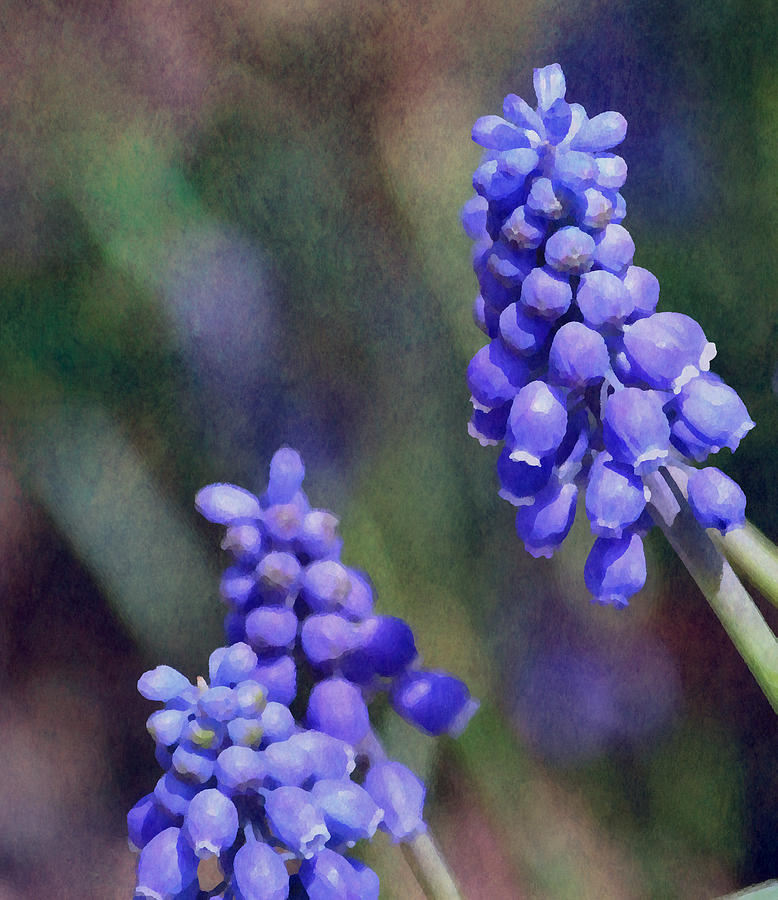 Grape Hyacinth  Photograph by Deena Stoddard
