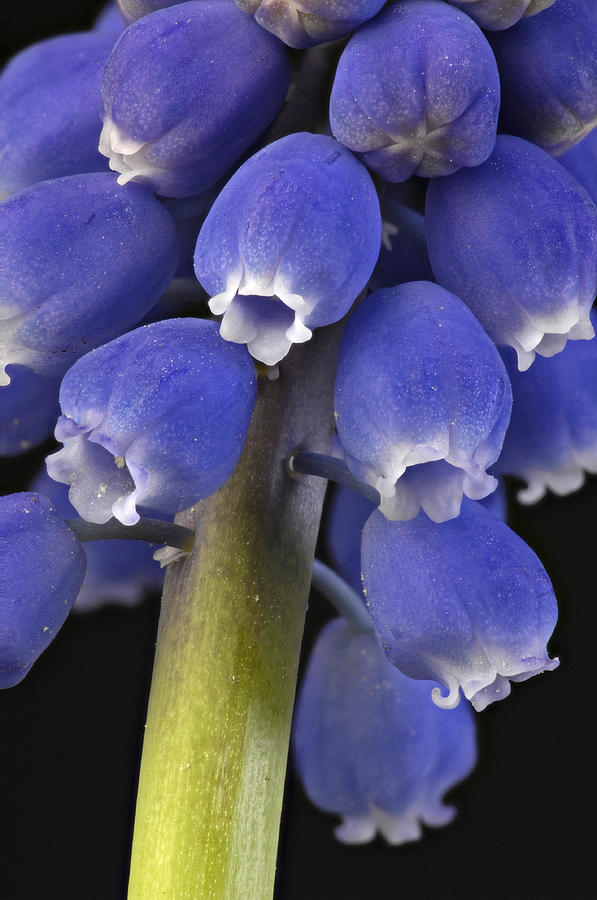 Nature Photograph - Grape Hyacinth Detail by Claudio Bacinello