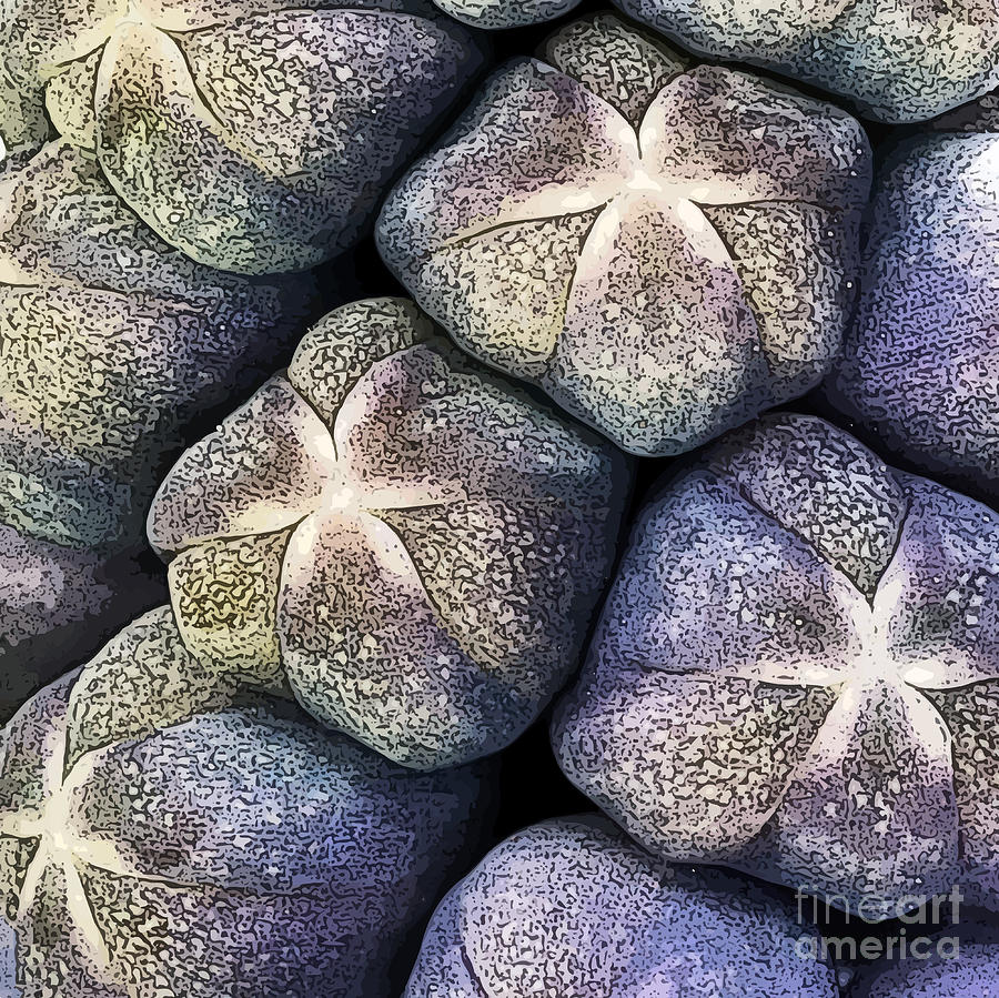 Nature Photograph - Grape hyacinth detail by Jane Rix