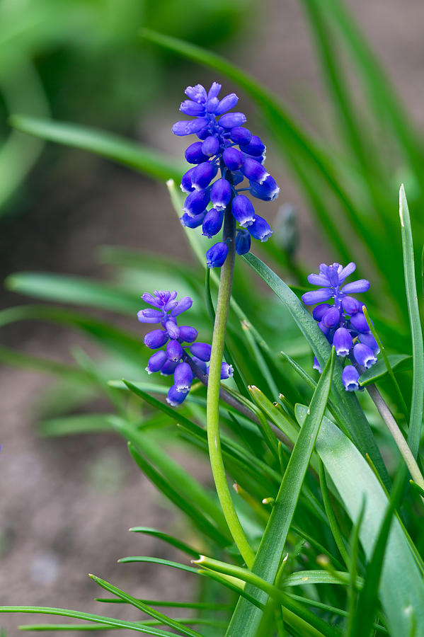 Grape Hyacinth Flowers Photograph by Michael Russell