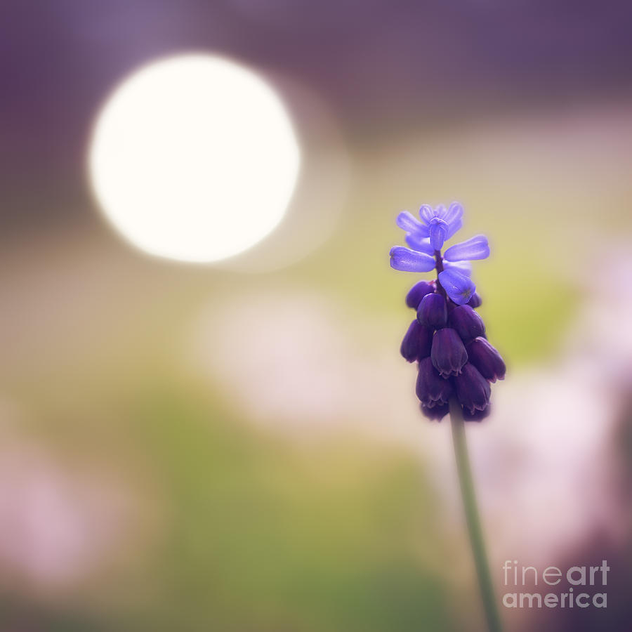 Nature Photograph - Grape Hyacinth by LHJB Photography