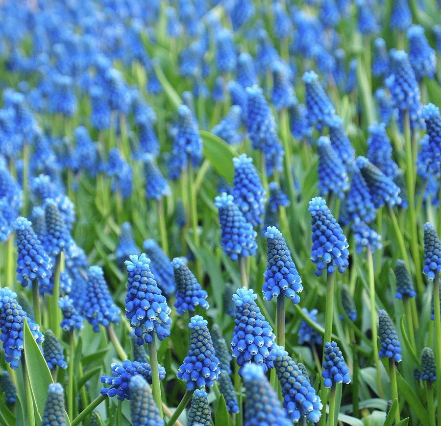 Grape Hyacinth In Bloom Photograph by Anna Miller - Fine Art America