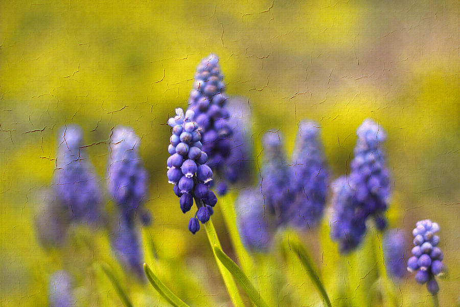 Grape Hyacinth Photograph by Jessica Jenney