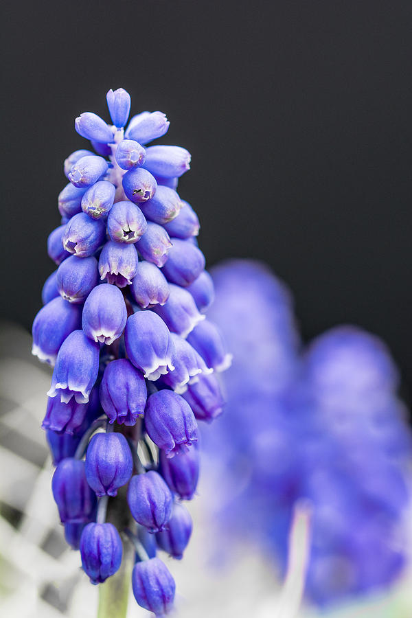 Flower Photograph - Grape Hyacinth by Jon Woodhams