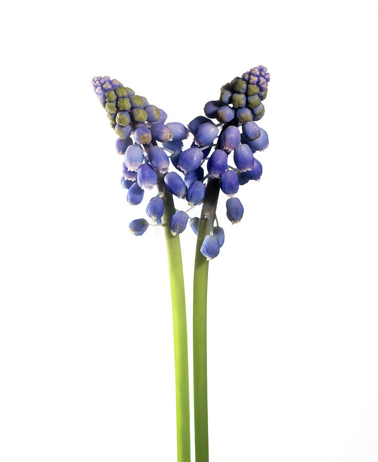 Grape Hyacinth (muscari Armeniacum) Photograph by Derek Lomas / Science Photo Library
