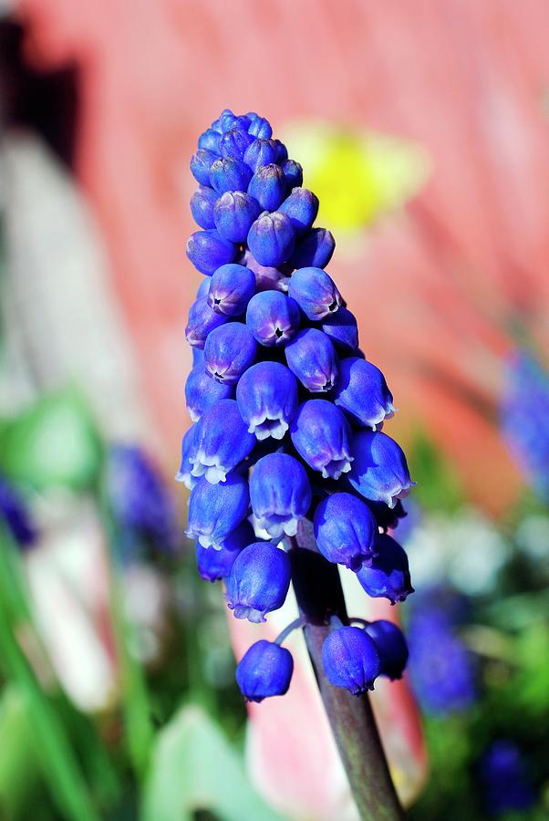 Grape Hyacinth (muscari) Photograph by Mike Comb/science Photo Library