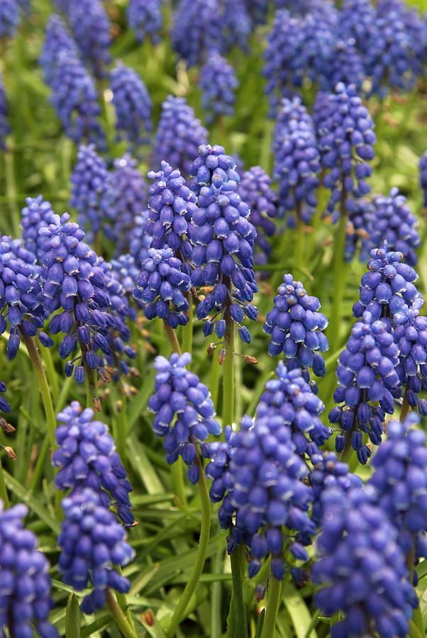 Grape Hyacinth (muscari Sp.) Photograph by Adrian Thomas/science Photo Library