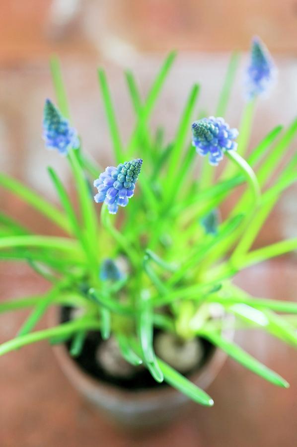 Grape Hyacinth (muscari Sp.) Photograph by Gustoimages/science Photo Library