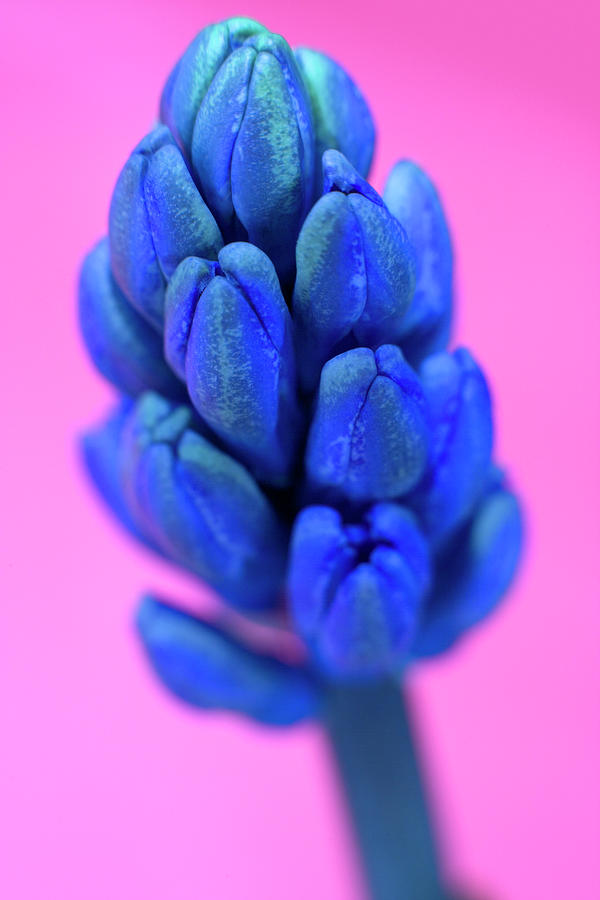 Grape Hyacinth (muscari Sp.) Photograph by Ian Hooton/science Photo Library