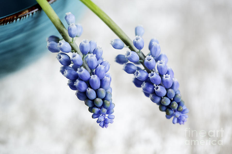 Easter Photograph - Grape Hyacinth by Nailia Schwarz