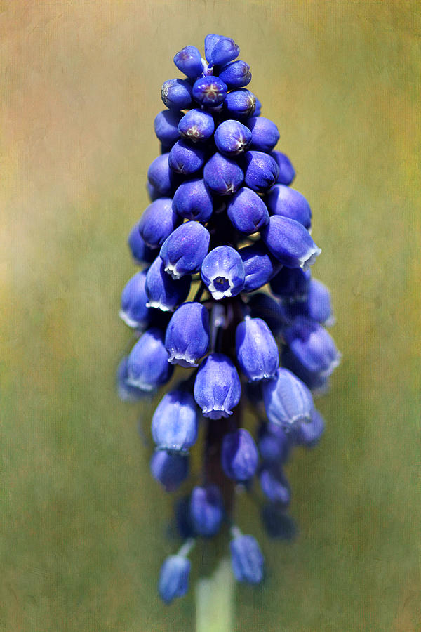 Grape Hyacinth Photograph by Nikolyn McDonald