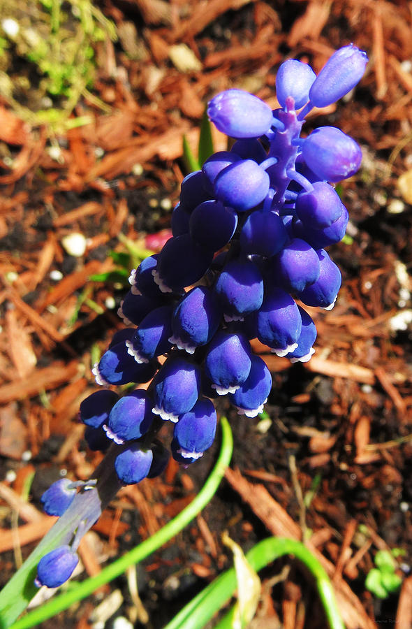 Grape Hyacinth  Photograph by Shawna Rowe