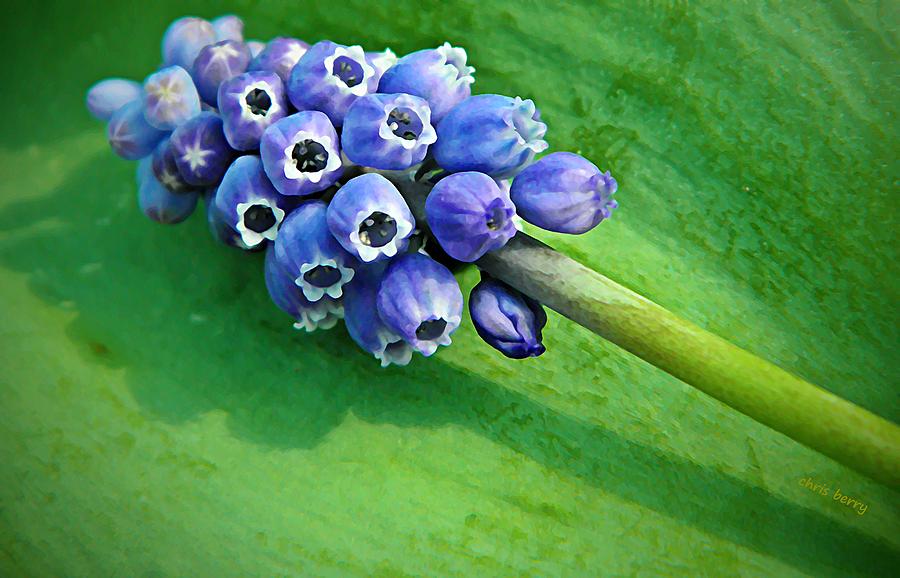 Flower Photograph - Grape Hyacinth Spike  by Chris Berry