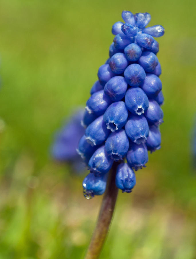 Spring Photograph - Grape Hyacinth by Tikvahs Hope