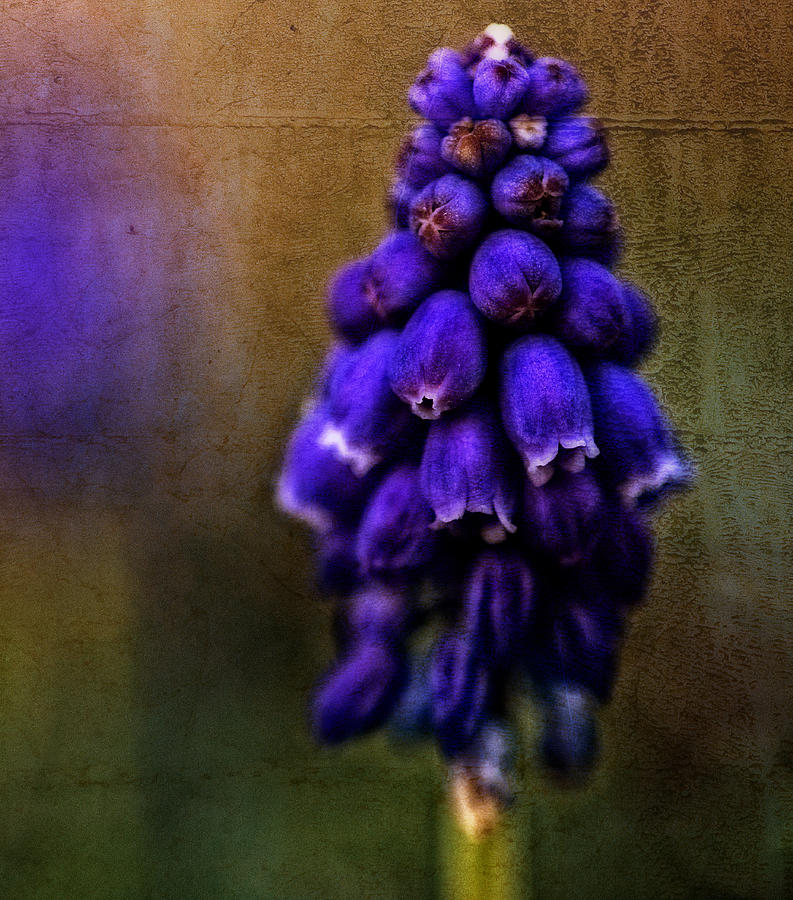 Grape Hyacinth - Textured Photograph by Mark Alder