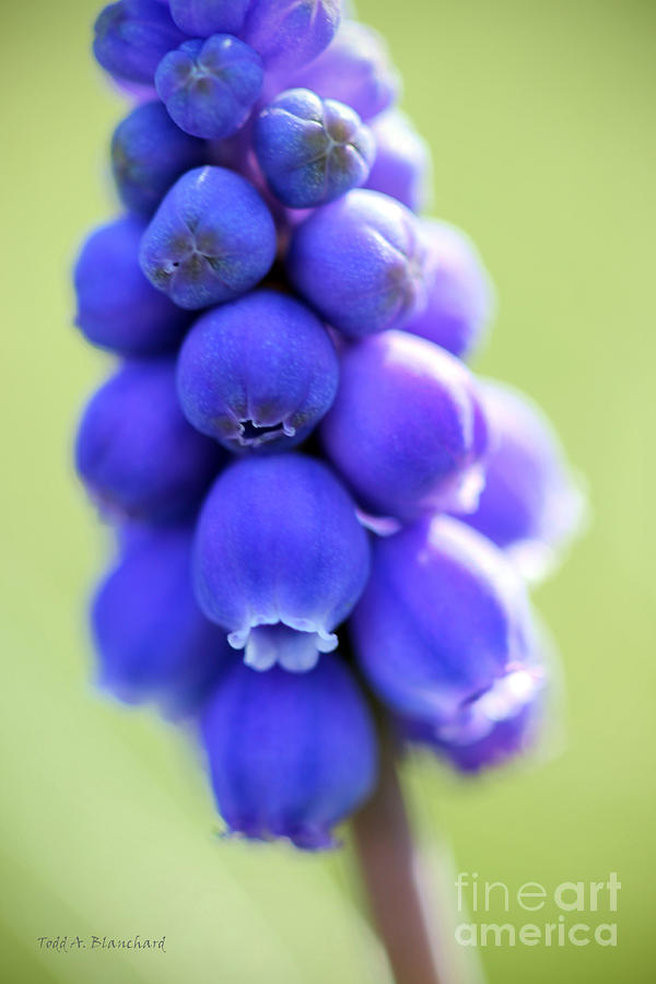 Grape Hyacinth Photograph by Todd Blanchard