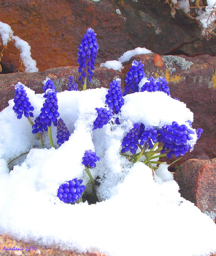 Grape Hyacinths in April Snow Photograph by Anastasia Savage Ealy