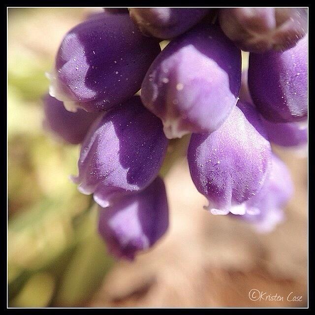 Nature Photograph - Grape Hyacinths by Kristen Case