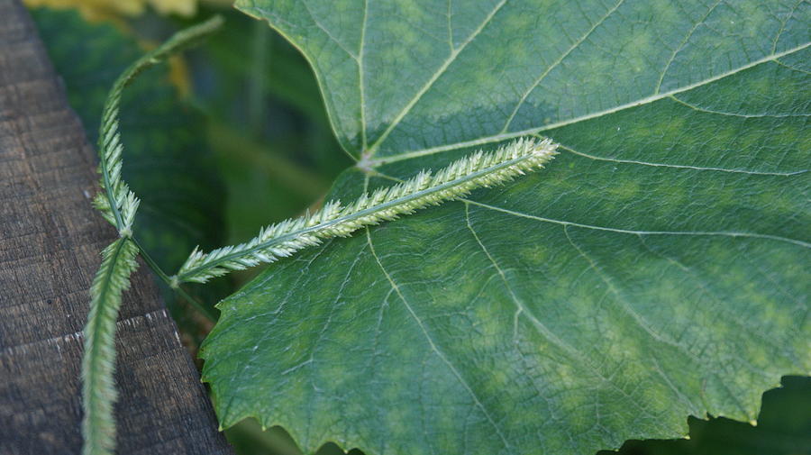 Grape Leaf And Grass Seed Photograph by Rob Luzier - Fine Art America