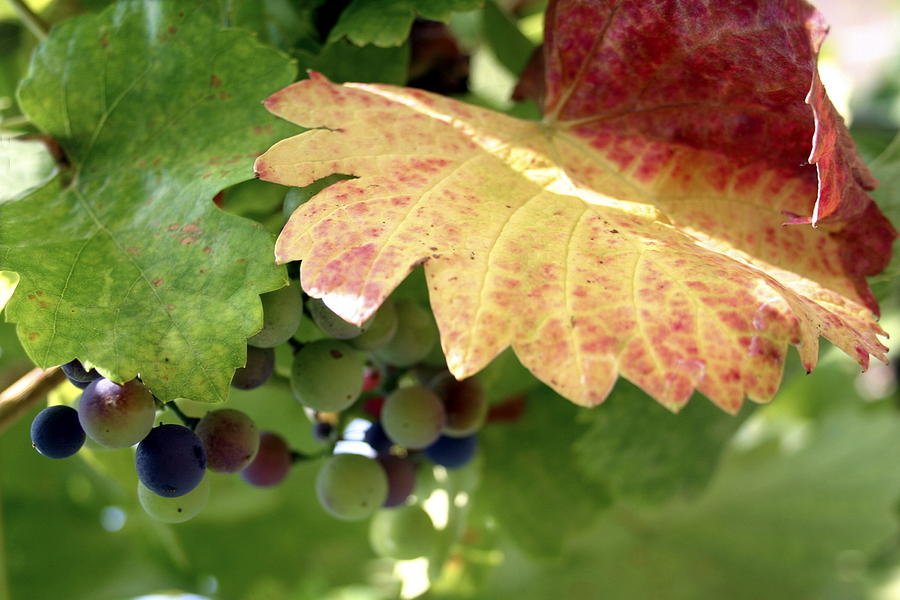 Grape Photograph - Grape Leaf in Autumn by Wendy Raatz Photography