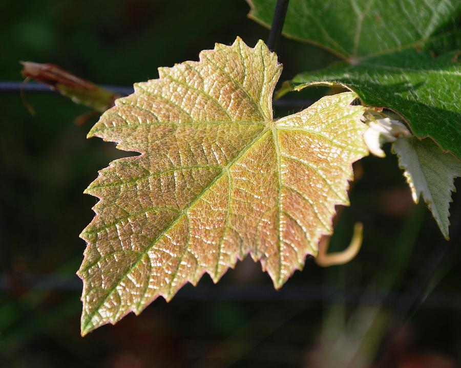 Grape Leaf in Focus Photograph by Greni Graph
