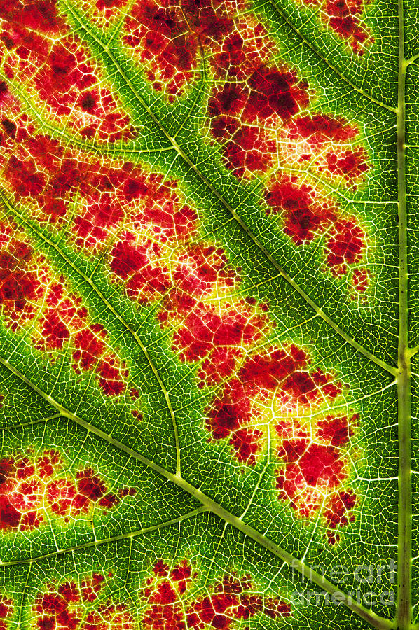 Grape Leaf Pattern Photograph by Tim Gainey