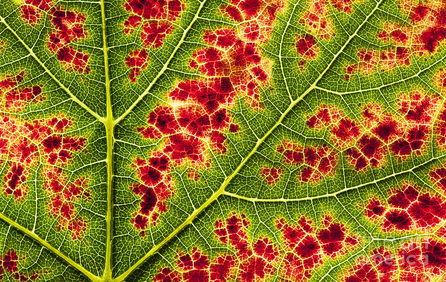 Grape Leaf Texture Photograph by Tim Gainey