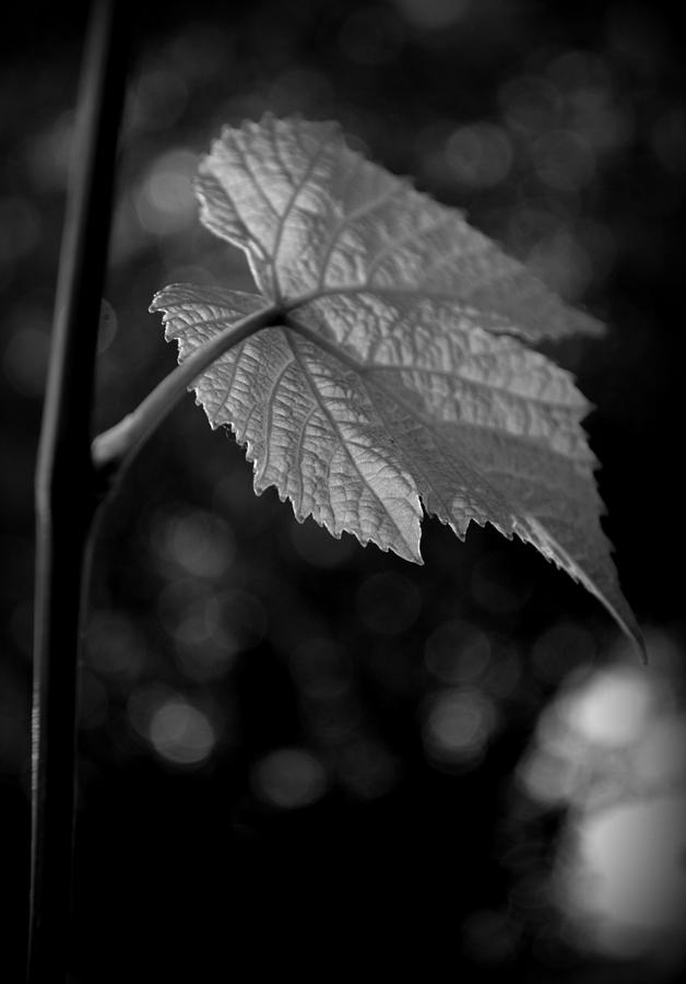 Grape Leaf Vitis sp Photograph by Nathan Abbott