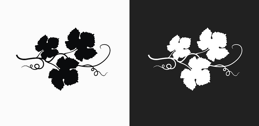 Grape Leafs Icon on Black and White Vector Backgrounds Drawing by Bubaone