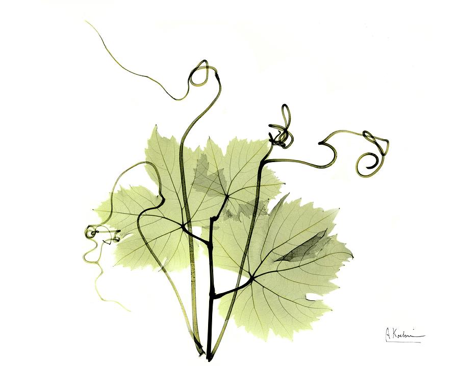 vine leaf illustration