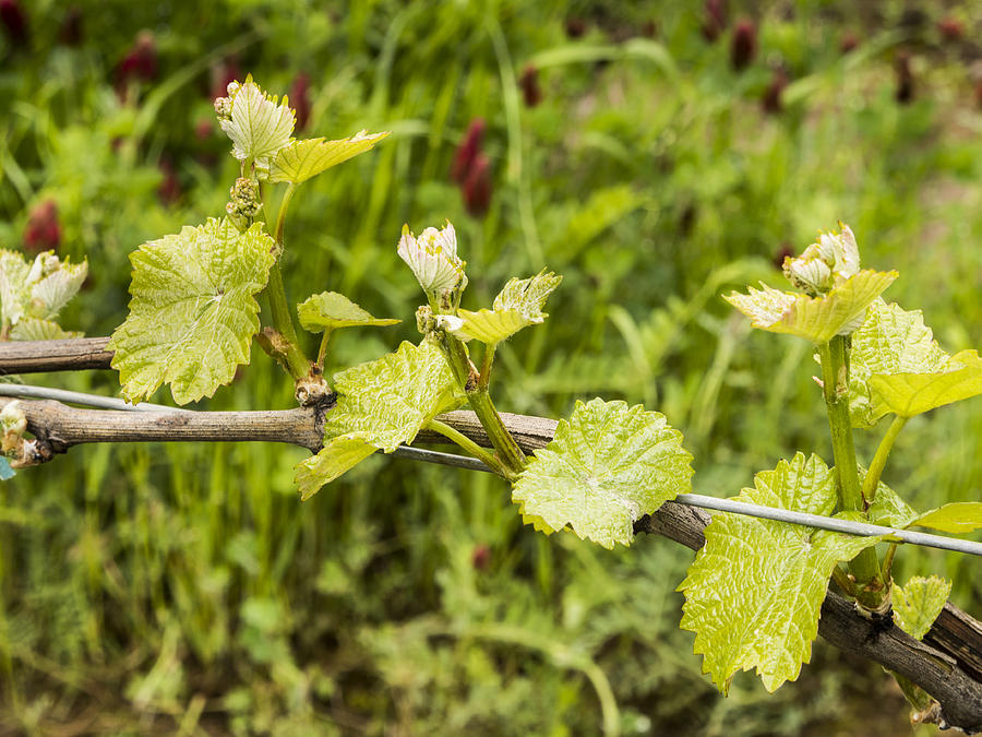 Grape Leaves in Early Spring Photograph by Jean Noren