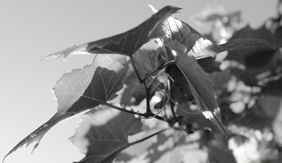 Summer Photograph - Grape Leaves by Kume Bryant
